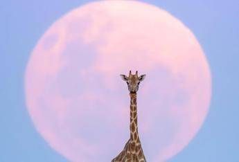 Luna di Fragola in arrivo, cosa succede l’11 giugno 2025 e come osservarla