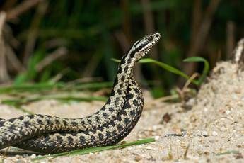 Morso di vipera, cosa fare? “Calma primo antidoto per non diffondere il veleno”