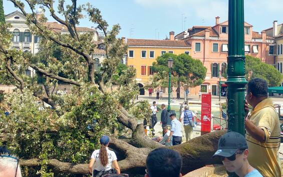 Crollato un albero a Venezia: ferite 10 persone di cui una in gravi condizioni