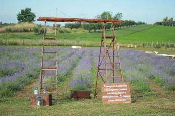 Roma profuma di lavanda: torna la terza edizione della Festa al Lavandeto