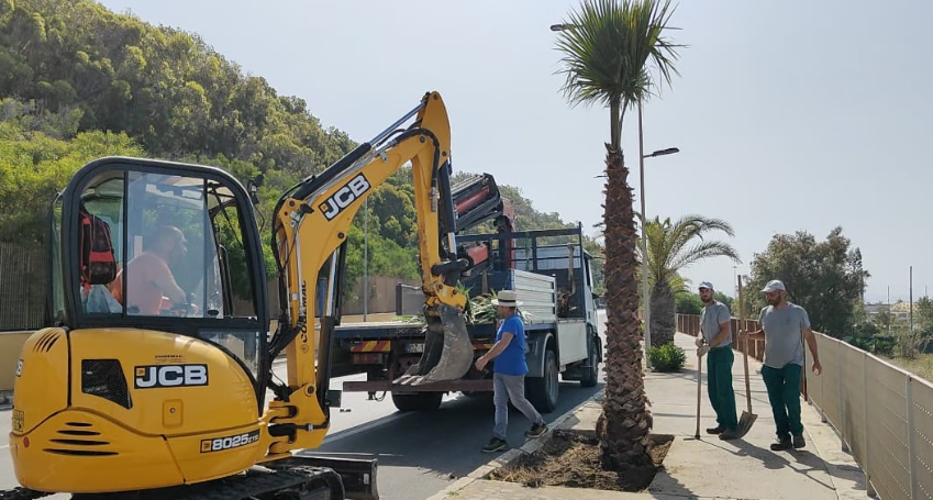 Gela, piantumate 50 nuove palme dattifere sul Lungomare