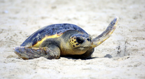 Sulla spiaggia di Tre Fontane il primo nido di tartaruga caretta-caretta