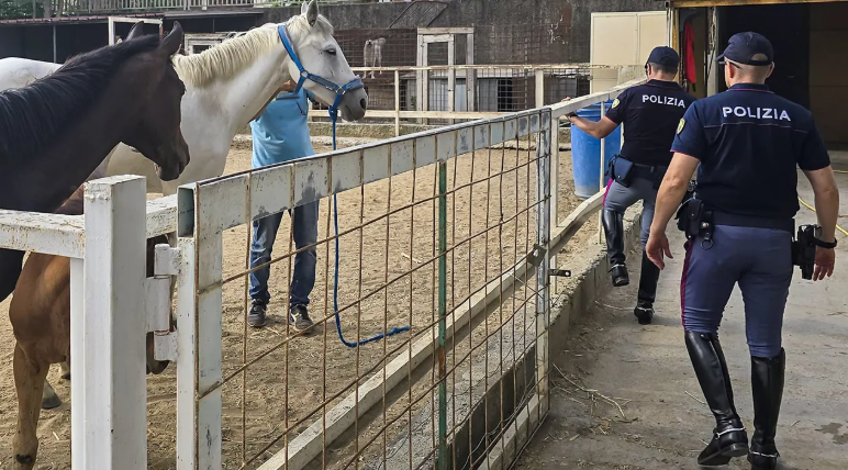 Scoperta dalla Polizia una stalla abusiva a Catania, multato il gestore