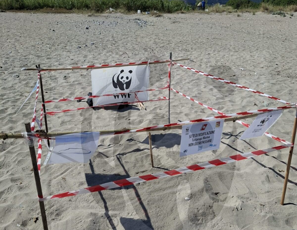 WWF, accertata la prima nidificazione di tartaruga marina sulla costa nord-occidentale siciliana: il nido si trova a Capaci
