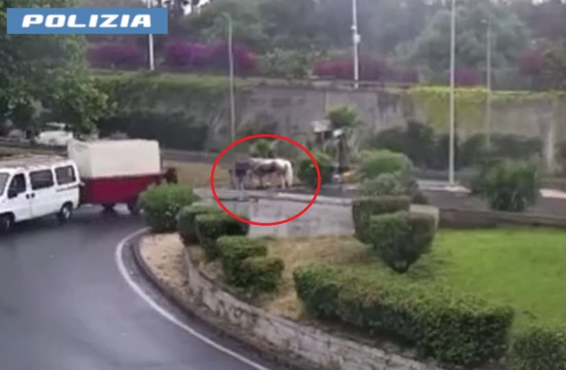Cavallo ferito gravemente in una corsa clandestina, una denuncia a Catania