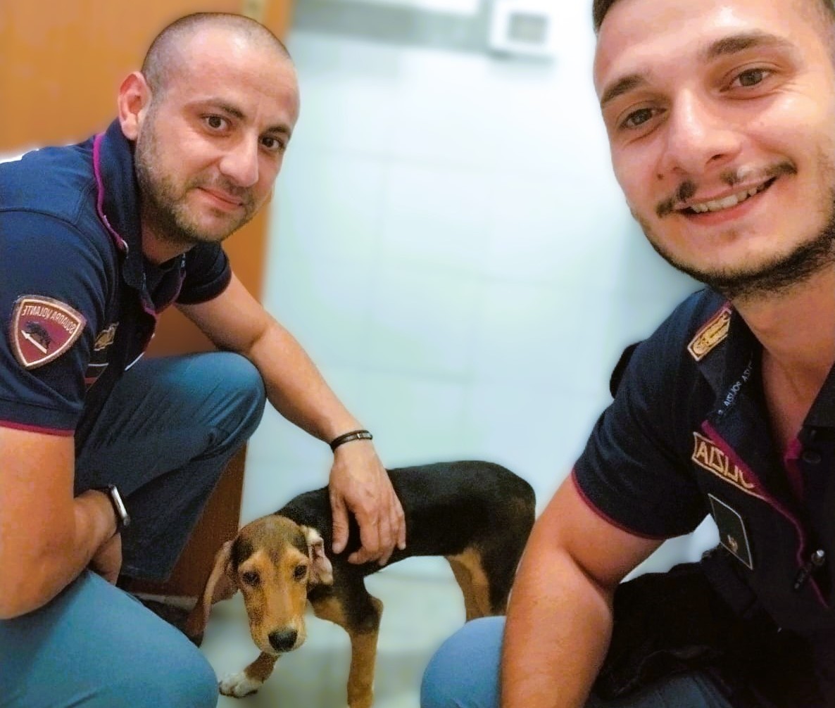 Caltanissetta. Cucciolo di beagle che vagava lungo la ss 640 salvato dalla Polizia