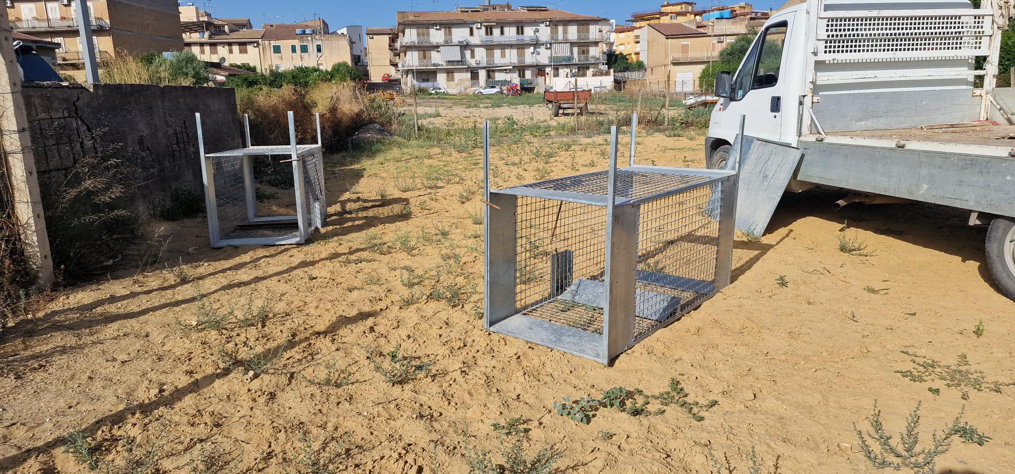 Sommatino. Concluso secondo intervento di cattura cani randagi