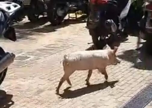 Tre maialini cadono da un camion e si rifugiano all’assessorato regionale alla formazione a Palermo