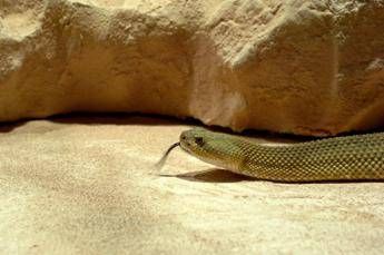 Morsi di serpente, il vademecum per chi sceglie viaggi esotici