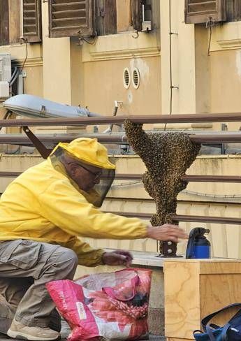 Sciame di api invade cortile del Mef, pronto intervento apicoltori per recuperarlo