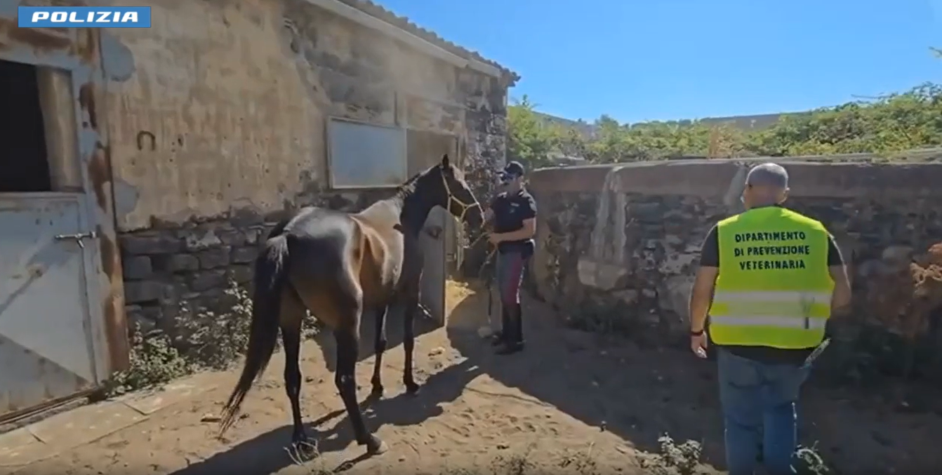 Scoperta stalla abusiva nel Catanese, liberati due cavalli