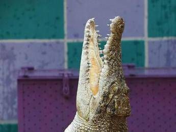 Svelato il mistero del coccodrillo a Ladispoli, il sindaco: “Era un giocattolo, denuncia per procurato allarme”