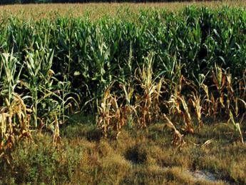 Vicenza, bracciante agricolo trovato morto in un campo di mais a Sossano