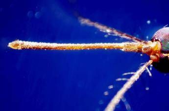 West Nile, nel Lazio decima vittima e 17 nuovi casi