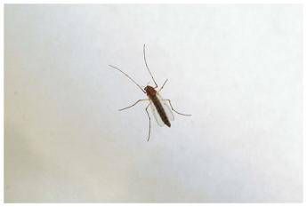 West Nile, saliti a 9 i morti in Italia. Bassetti: “Non intasare i pronto soccorso”