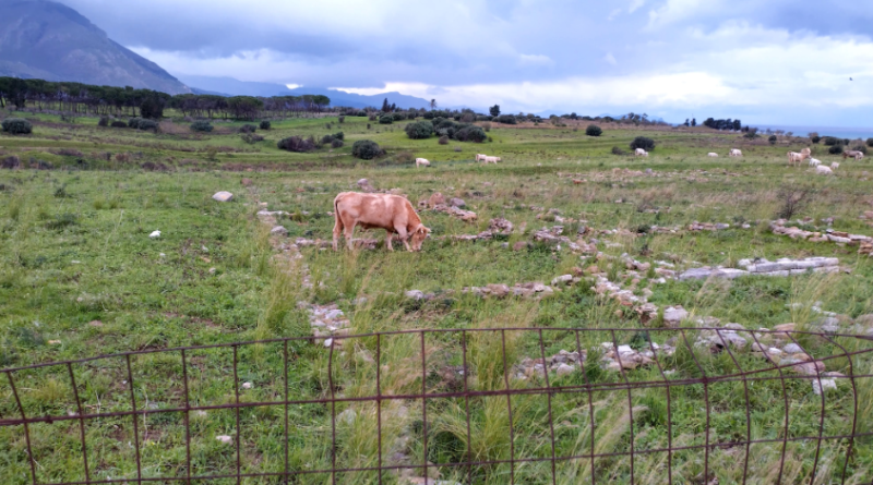 Mucche al pascolo fra i resti della città alta di Himera, associazione scrive a Schifani