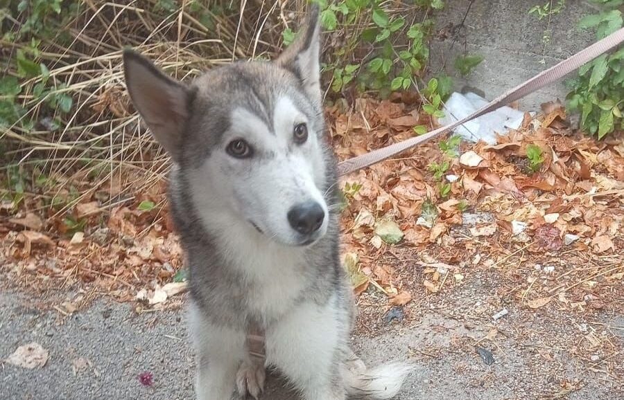 Cane lanciato dal cavalcavia a Palermo, da Aidaa denuncia e taglia sul colpevole