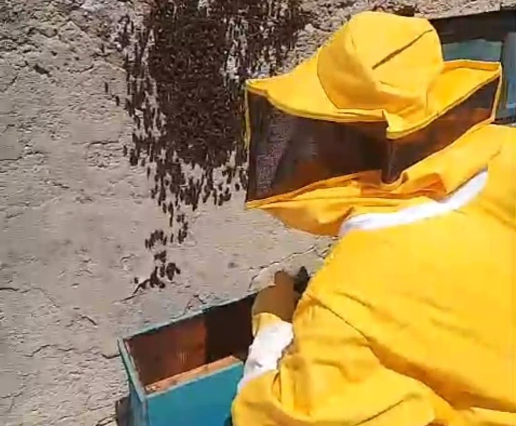 Delia. In via Ariosto recuperato uno sciame di api