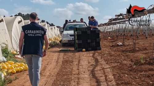 Controlli in aziende agricole a Trapani, sanzioni e denunce