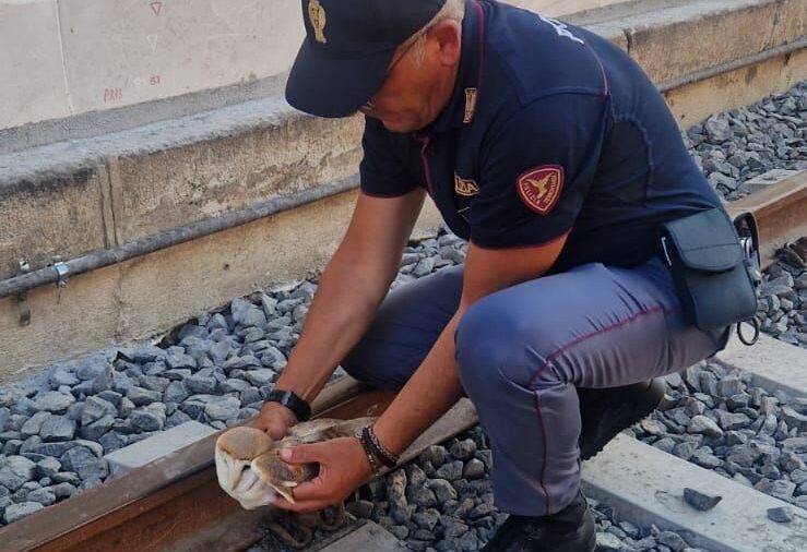 Barbagianni bloccato sui binari della stazione di Siracusa salvato dagli agenti della polizia ferroviaria