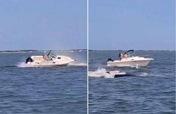 Balena contro barca, animale muore e uomo in mare