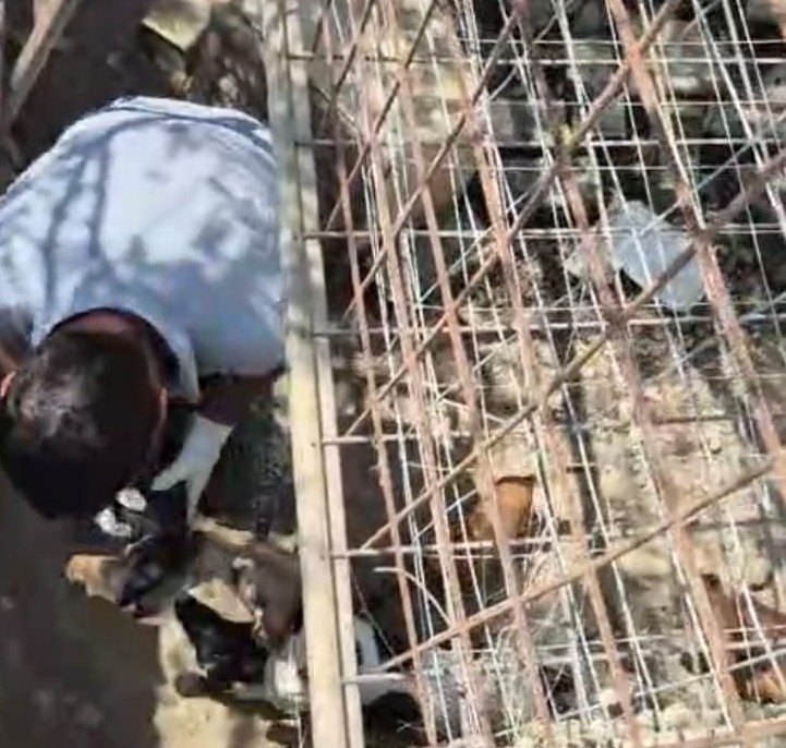 Nell’Agrigentino 10 cani, di cui 8 cuccioli, in una cisterna. L’on. Brambilla: “Maltrattamento da punire secondo la legge”