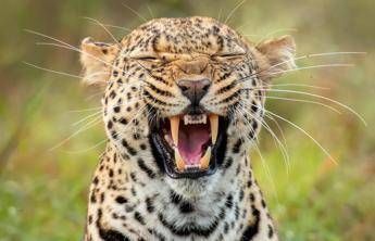 Dalle zebre di Orbán ai leopardi per Trump: leader mondiali e bizzarri zoo privati