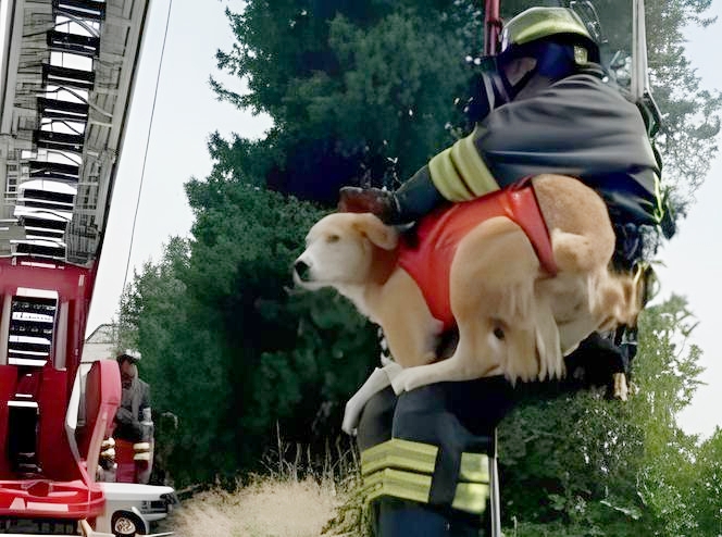 Caltanissetta. Via Xiboli, i vigili del fuoco salvano un cagnolino intrappolato: “eroi del quotidiano” amati dai cittadini