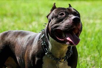 Ruba pitbull e lo rivende per 100 euro, caccia al ladro di cani