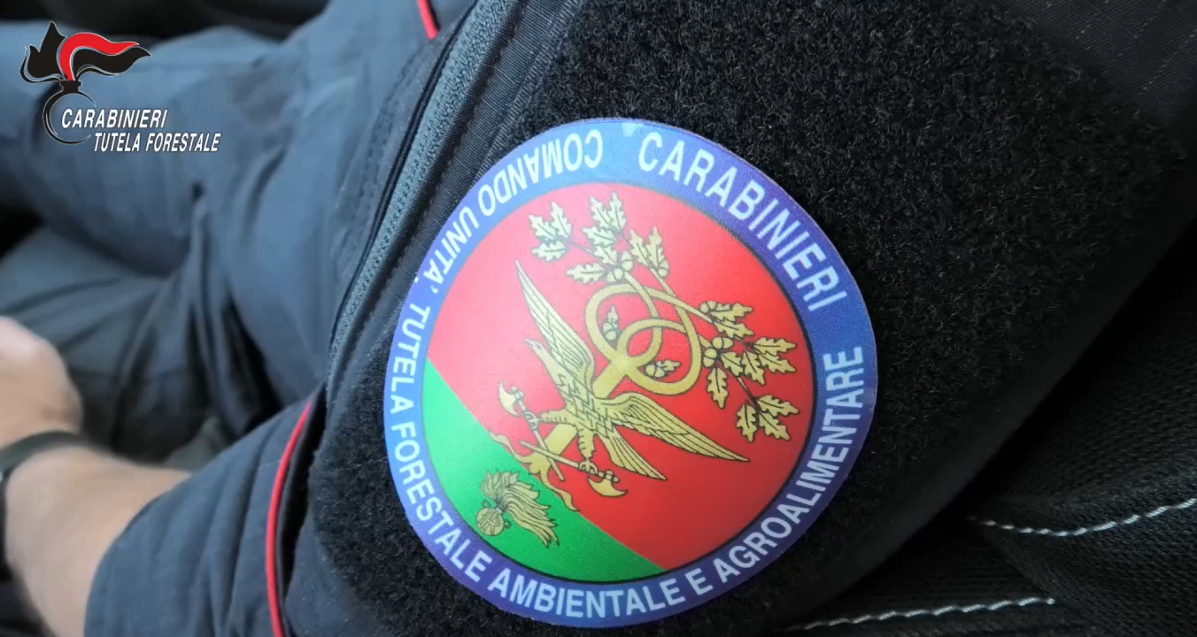 Sorpresi mentre danno fuoco a cavi di rame in un bosco nel Palermitano, 2 arresti