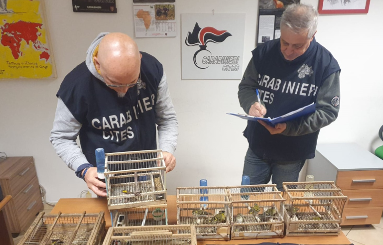 A Palermo sequestrati dai Carabinieri oltre 100 uccelli di specie protette