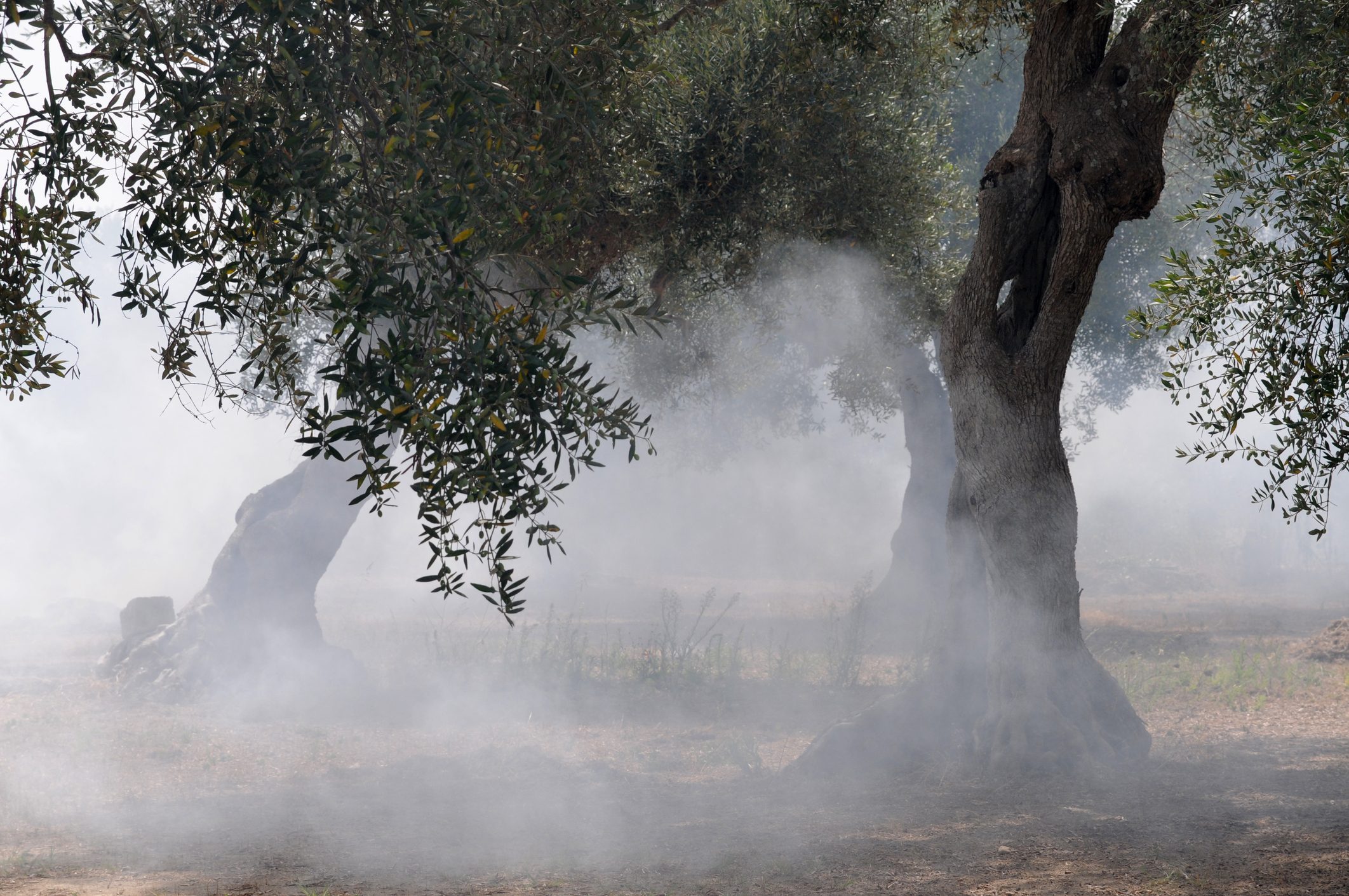 Nell’Agrigentino bruciato uliveto ad un assessore comunale