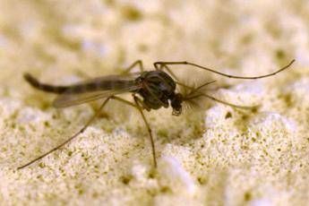 West Nile, Rezza: “In Campania tasso letalità elevato, possibile sottostima dei casi”