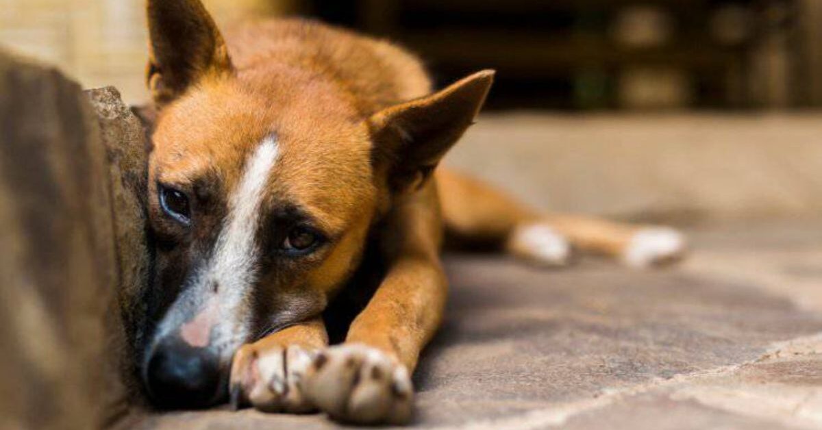 Cani uccisi a Naro e Messina: Codacons e Assofido chiedono pene esemplari e lanciano task force legale