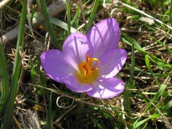 Zafferano dell’Aquila Dop: “Prodotto d’eccellenza, i dazi non spaventano”