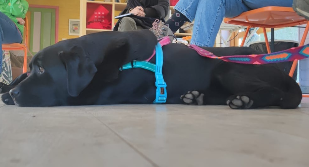 Sommatino. Istituito l’Ufficio comunale per il Benessere Animale