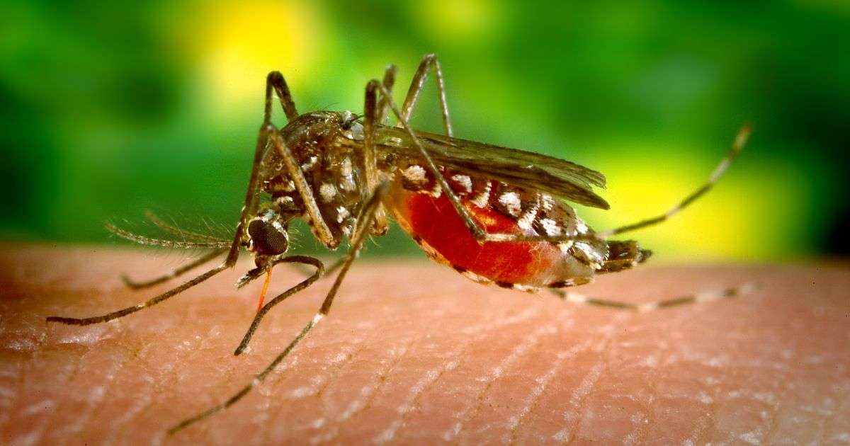 In Italia saliti a 275 i casi di infezione da West Nile Virus nell’uomo: 275 con 19 decessi