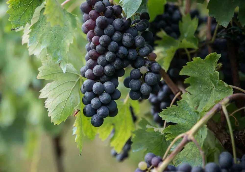 Il vitigno “scomparso” Orisi torna in etichetta grazie al nuovo disciplinare Terre Siciliane IGT e ritrova il suo nome