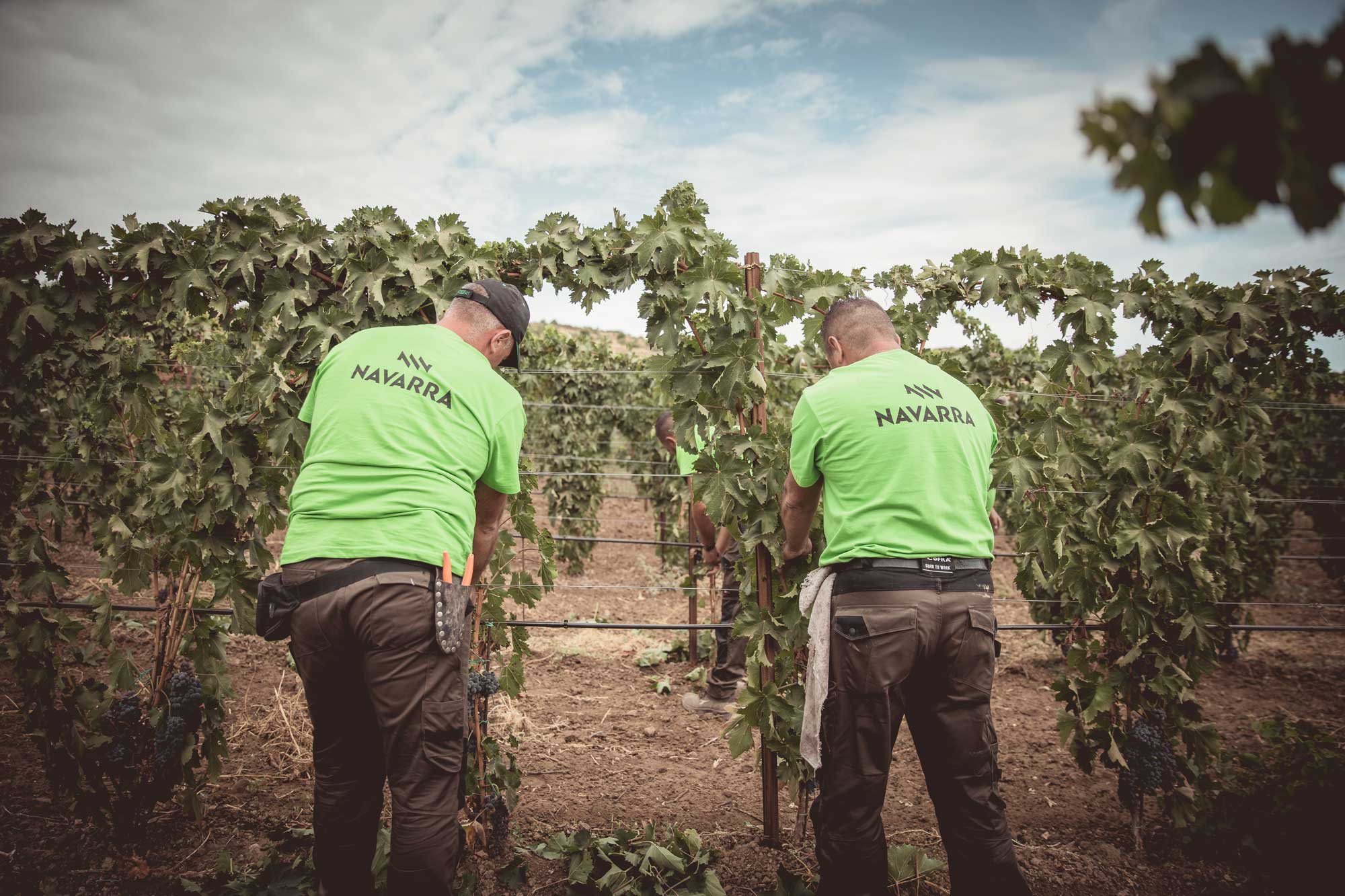 A Butera iniziata la vendemmia 2025 per Tenute Navarra