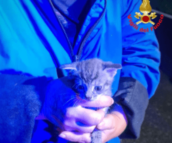 Chiuso in un sacchetto e gettato in una campana del vetro, salvato gattino di 20 giorni