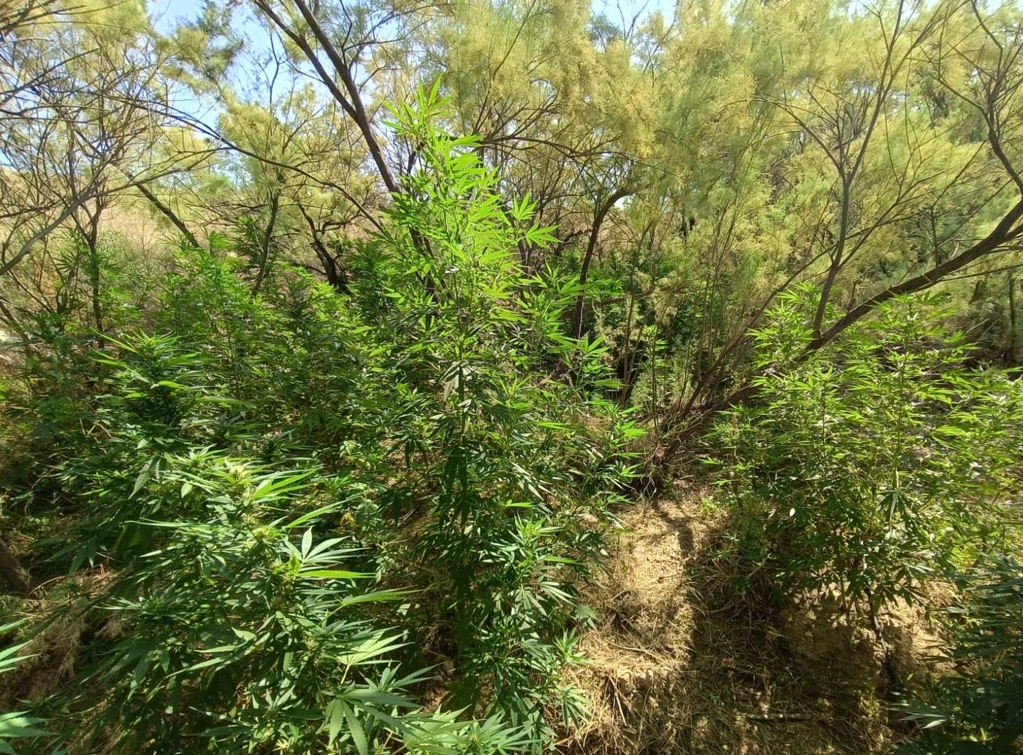 Scoperta e sequestrata coltivazione illegale di canapa indiana a Centuripe