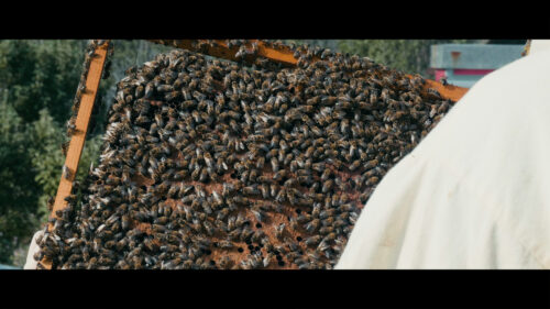 Dal 13 settembre su YouTube arriva il documentario “La custode del sole. Alla scoperta dell’ape nera sicula” di Lorenzo Mercurio