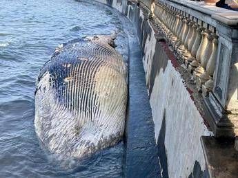 Livorno, carcassa di balenottera spiaggiata davanti alla Terrazza Mascagni