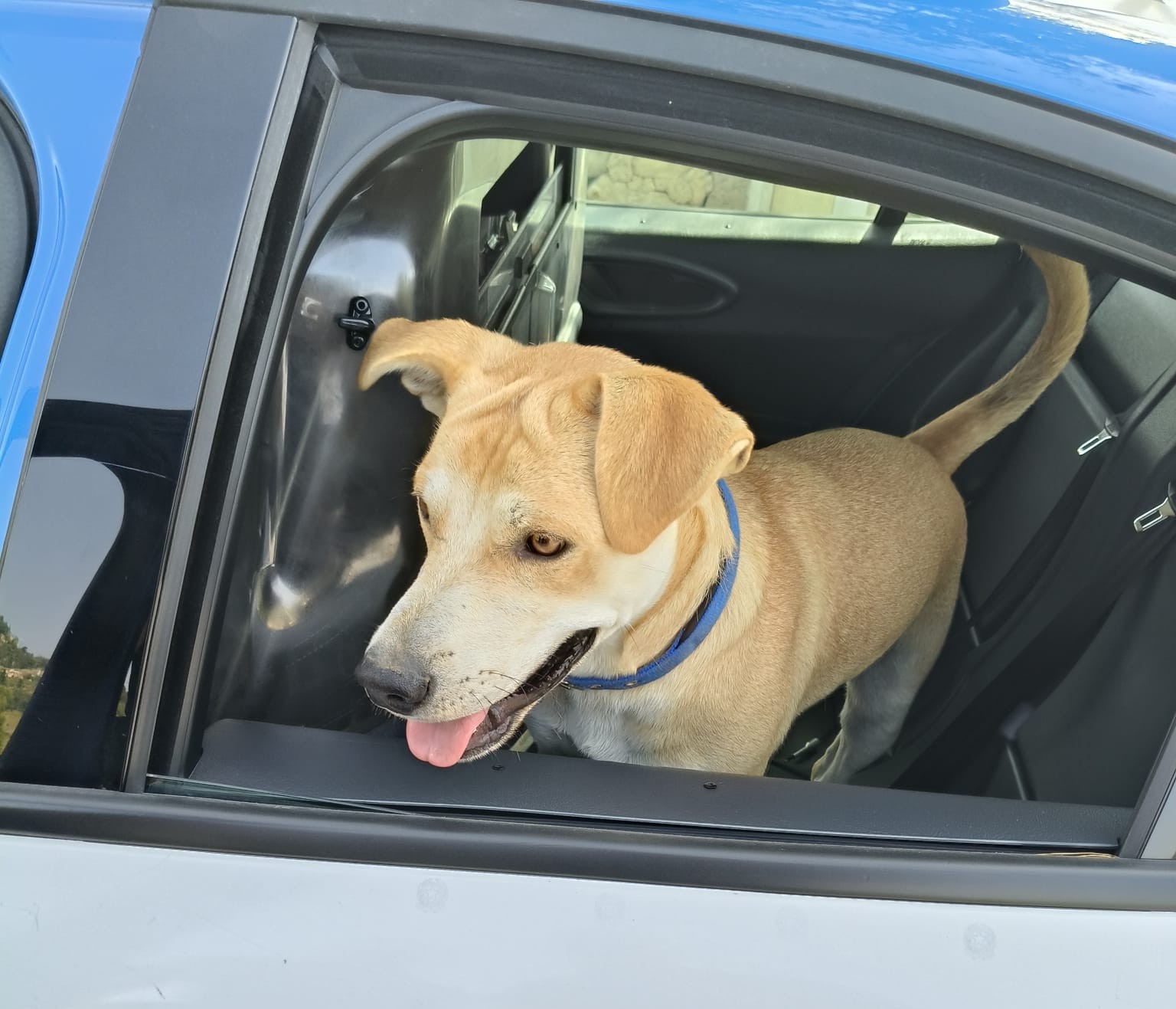Lieto fine per Teo, il cane salvato  dagli agenti della Polizia di Enna lungo la SS 121