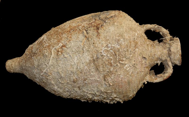 Identità siciliana, tesori sommersi in mostra negli Stati Uniti dal dal 4 ottobre 2025 all’11 gennaio 2026