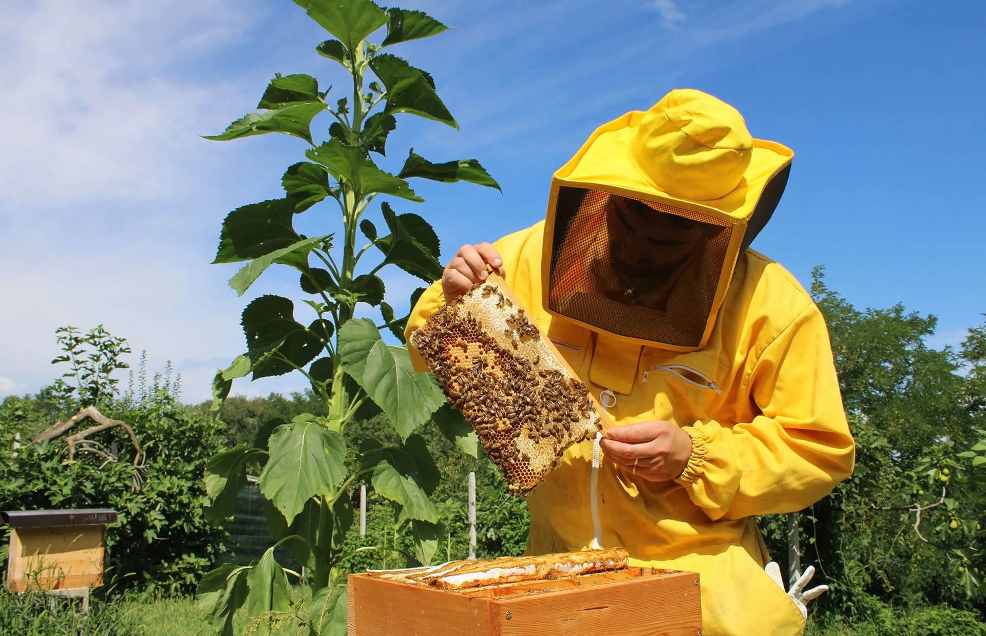 Apicoltura, Regione dà il via libera a bando da oltre un milione e trecentomila euro