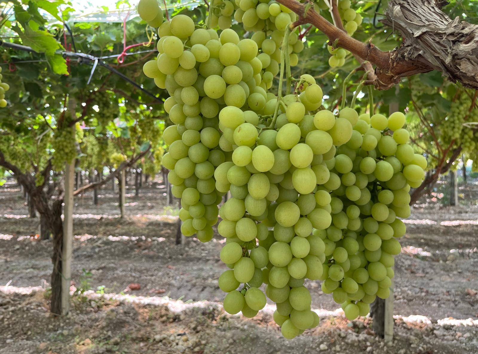 Allarme furti in campagna. Coldiretti Agrigento: “Stanno depredando la nostra uva”