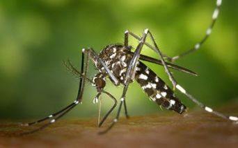 Nel Veronese crescono di giorno in giorno i casi di virus Chikungunya