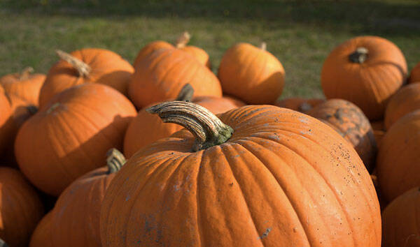 San Cataldo. Il 12 settembre c’è la tradizionale Sagra della Zucca presso l’Oratorio Salesiano