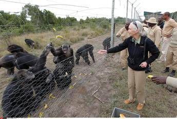 Addio a Jane Goodall, la donna che parlava con gli scimpanzé